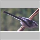 Aegithalos caudatus - Schwanzmeise 05.jpg